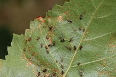 Callipterinella tuberculata