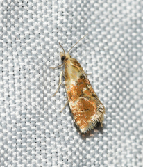 Phalonidia ontariana