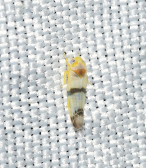 Empoa gillettei