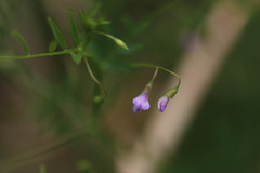 Vicia tetrasperma