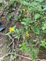Hypericum nudiflorum