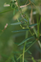 Vicia tetrasperma