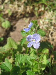 Veronica chamaedrys
