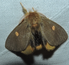 Euproctis leonina