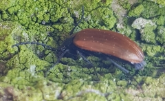 Pseudocistela ceramboides