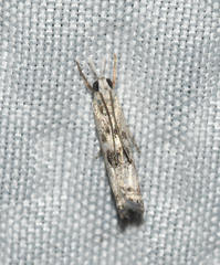 Microcrambus minor
