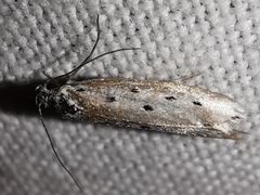 Ethmia terminella