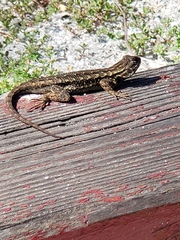 Sceloporus occidentalis