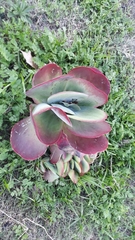 Kalanchoe luciae