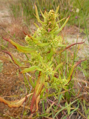 Rumex fueginus