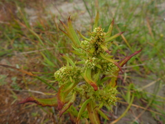 Rumex fueginus