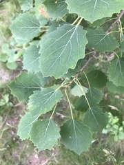Populus tremula