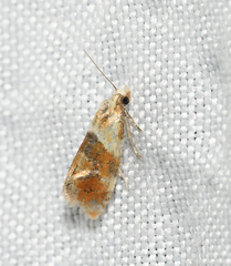 Phalonidia ontariana