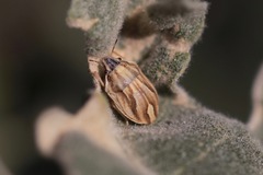 Homaemus parvulus