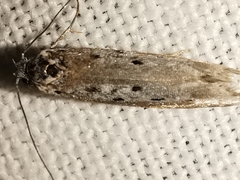 Ethmia terminella