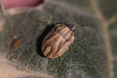 Homaemus parvulus