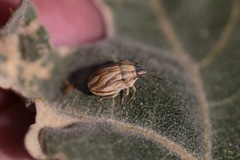 Homaemus parvulus