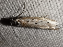 Ethmia terminella