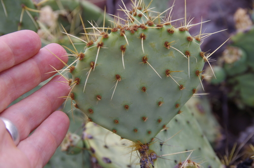 Image of Opuntia chisosensis by (c) Eric Knight, some rights reserved (CC BY)