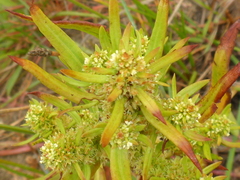 Rumex fueginus