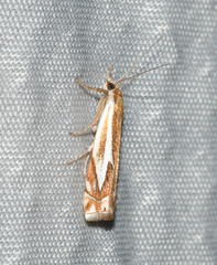 Crambus bidens