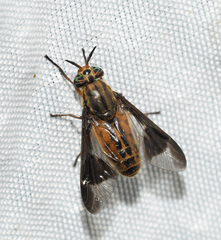 Chrysops aberrans