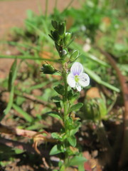 Veronica serpyllifolia