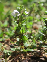 Veronica serpyllifolia