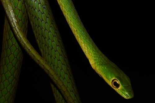 Green Bush Snake