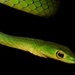 Green Bush Snake - Photo no rights reserved, uploaded by Marius Burger