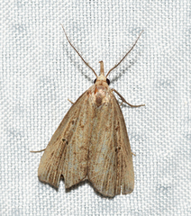 Macrochilo orciferalis