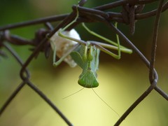 Sphodromantis