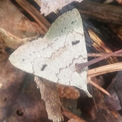 Chytolita morbidalis