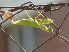 Sphodromantis