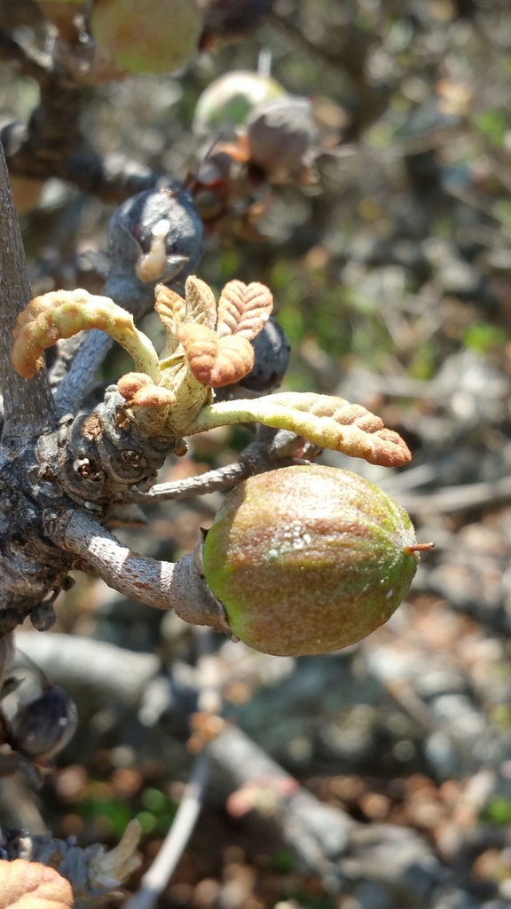 Capurodendron nodosum
