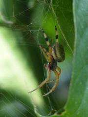 Araneae