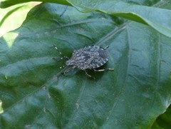 Pentatomidae