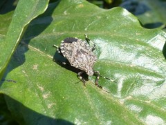 Pentatomidae