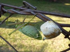 Sphodromantis