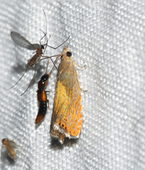 Dichrorampha bittana