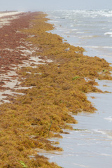 Sargassum natans