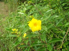Allamanda