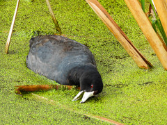 Fulica americana