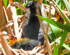 Fulica americana