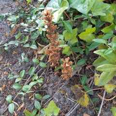 Orobanche hederae