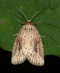 Photedes panatela