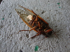 Massospora cicadina