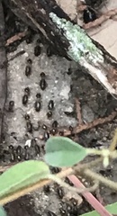 Tenuirostritermes