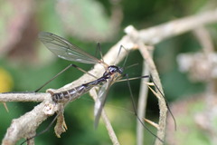 Ptychoptera