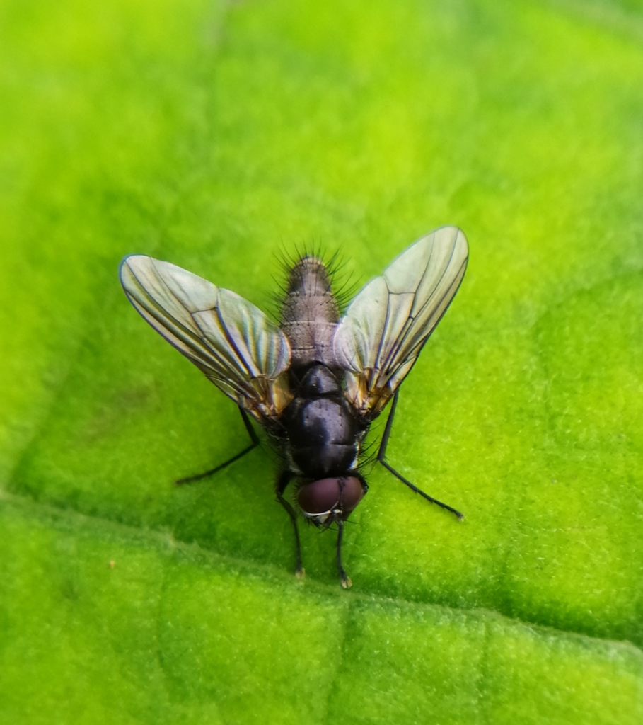 Thricops nigrifrons